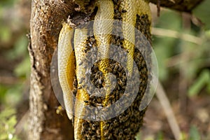 Closeup of a Colony of wild Apis Mellifera Carnica or Western Honey Bees photo