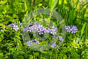 Colony of Wild Blue Phlox Wildflowers, Phlox divaricate