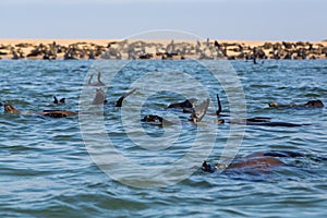 Colony wild eared seals otariidae in Namibia, water, coast