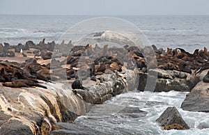 Colony of wild fur seals (South Africa)