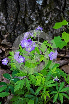 Colony of Wild Geraniums, Geranium maculatum