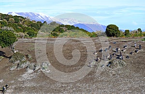 Colony of Wild Penguins on the Martillo Island, Ushuaia, Patagonia, Argentina photo