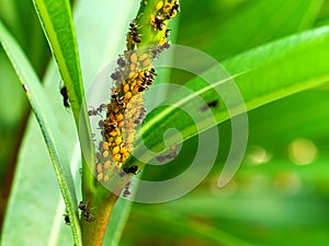 Colony of yellow oleander aphids protected by ants