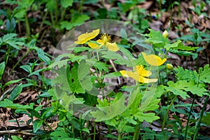 Colony of Yellow Wood Poppy