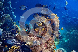 Colony of Zebrasoma desjardinii or the indian sailfin doctor fish colorful underwater coral reef. marine animal wildlife ocean sea