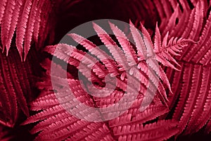 Color 2023 viva magenta red toned fern leaves lush foliage natural background.