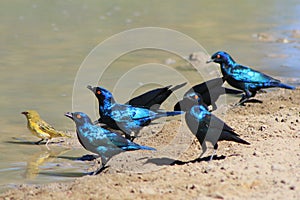 Color from Africa - Starling shine of blue and purple