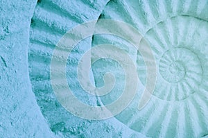 Color of ammonite prehistoric fossil.