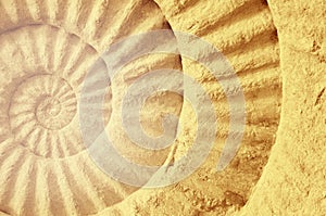 Color of ammonite prehistoric fossil.