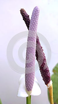 The color of Anthurium sierra white