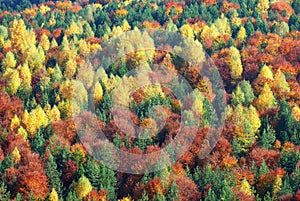 The Color of Autumn.