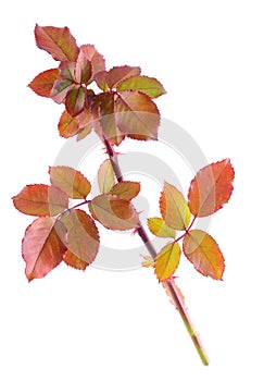 Color autumn rose branch isolated on white
