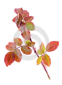 Color autumn rose branch isolated on white