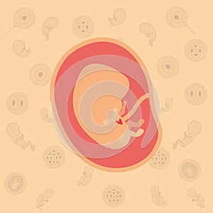 Color background pattern pregnancy icons with fetus human embryo growth in placenta