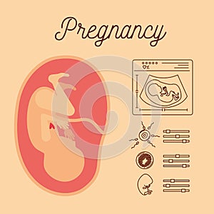 Color background with silhouette human fetus ninth week and icons pregnancy