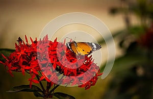Color of beautiful flower with butterfly