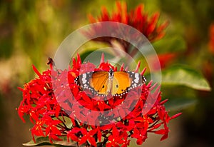 Color of beautiful flower with butterfly