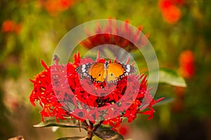 Color of beautiful flower with butterfly