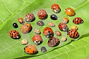 Color biodiversity of ladybirds