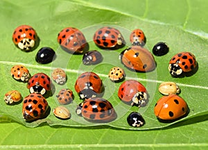 Color biodiversity of ladybirds