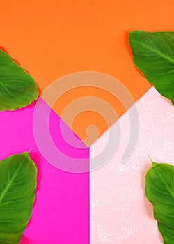 Color blocking flat lay with leaves on orange, pale and bright pink background.