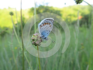 Color Butterfly