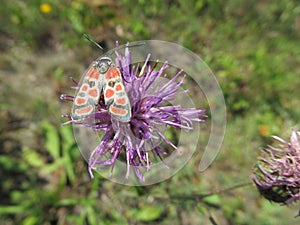 Color Butterfly