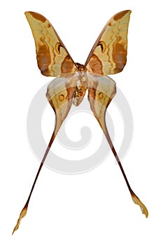 Color butterfly, isolated on white background Actias maenas