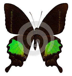 Color butterfly, isolated on white background. PAPILIO PARIS