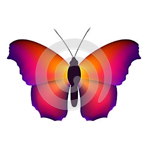 Color butterfly, isolated on white background. Vector illustration.