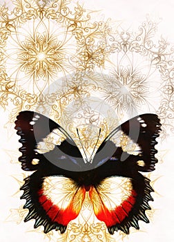 Color Butterfly with ornament and white background.