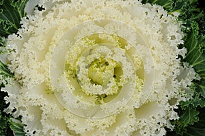 Color cabbage in the garden.