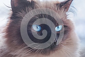 A color cat with blue eyes. Macro photo of a cat