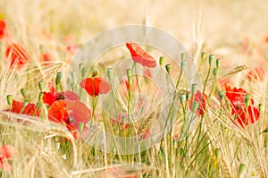 Color contrast: red poppy and yelow wheat.
