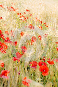 Color contrast: red poppy and yelow wheat.