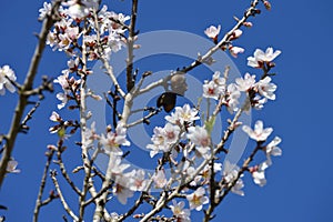 Color contrast: White almond flowers and fuits with blue sky