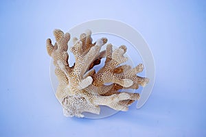 Color coral on blue background photo