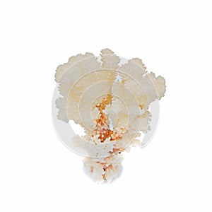 Color coral on white background photo