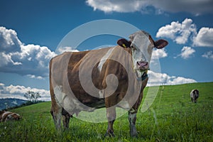 Color cow on green grass in Slovakia mountains
