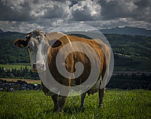 Color cow on green grass in Slovakia mountains