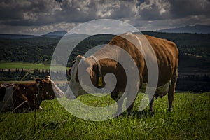 Barevná kráva na zelené trávě v horách Slovenska