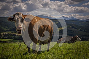 Barevná kráva na zelené trávě v horách Slovenska