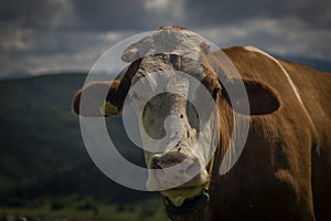 Color cow on green grass in Slovakia mountains