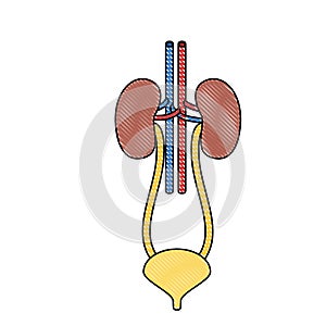 Color crayon realistic silhouette renal system with urethra