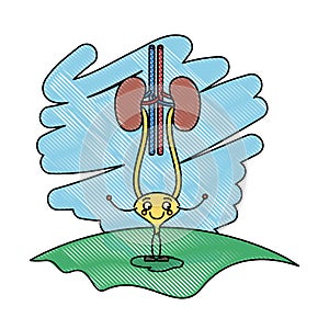 Color crayon scene in grass with silhouette caricature renal system with urethra