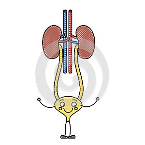 Color crayon silhouette caricature renal system with urethra