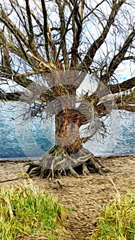 Color Daub Image of a very bony old ghost tree by a blue lake . Barky bark and tangled branches