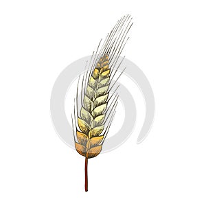 Color Designed Agriculture Grain Wheat Ripe Spike Vector