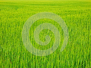 Color detail photography of fresh grain field.