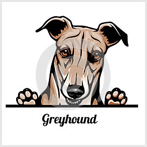 Color dog head, Greyhound breed on white background